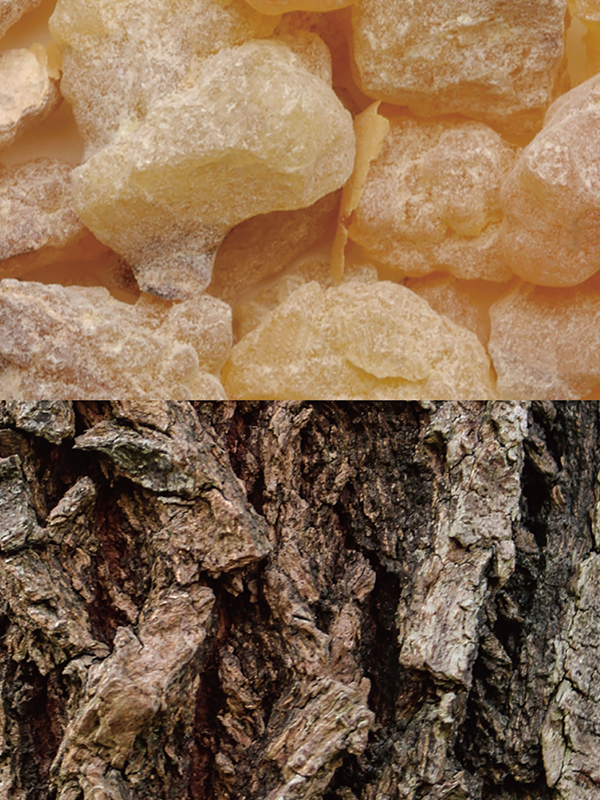 B19 フランキンセンスウッド